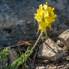Linaria polygalifolia polygalifolia