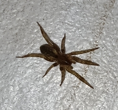 Liocranidae