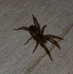 Liocranidae