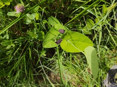Aristolochia rotunda