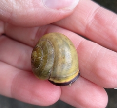 Cepaea nemoralis
