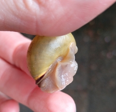 Cepaea nemoralis