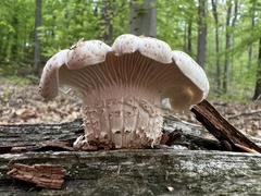 Lentinus lepideus (Neolentinus lepideus)