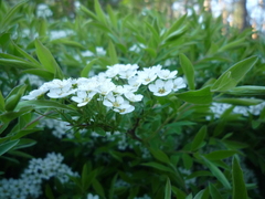 Spiraea cinerea