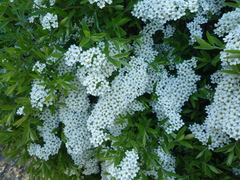 Spiraea cinerea