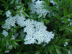 Spiraea cinerea