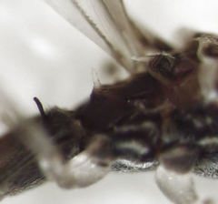 Empicoris rubromaculatus