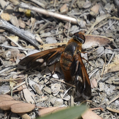 Poecilanthrax eremicus