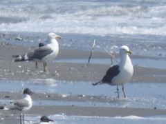 Larus argentatus × dominicanus