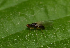 Chamaepsila