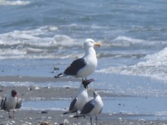 Larus argentatus × dominicanus