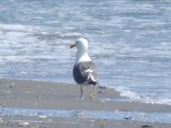 Larus argentatus × dominicanus