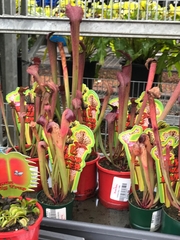 Sarraceniaceae