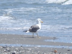 Larus argentatus × dominicanus