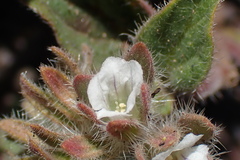 Phacelia phacelioides