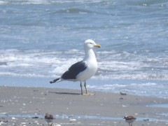 Larus argentatus × dominicanus