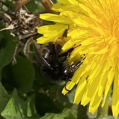 Bombus humilis