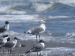 Larus argentatus × dominicanus