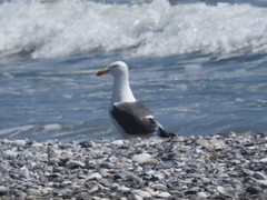 Larus argentatus × dominicanus