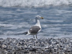 Larus argentatus × dominicanus