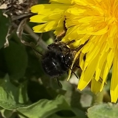 Bombus humilis