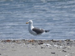 Larus argentatus × dominicanus