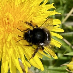 Bombus humilis