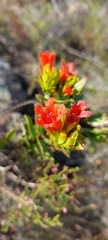 Lobostemon sanguineus