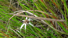Microcoema
