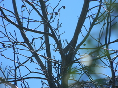 Pyrope pyrope pyrope