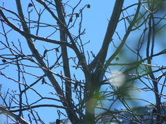 Pyrope pyrope pyrope