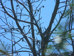 Pyrope pyrope pyrope