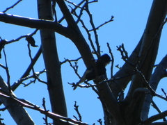 Pyrope pyrope pyrope