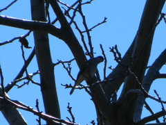 Pyrope pyrope pyrope