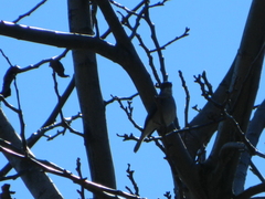 Pyrope pyrope pyrope