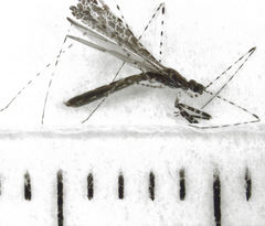 Empicoris rubromaculatus