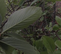 Karpatiosorbus bristoliensis