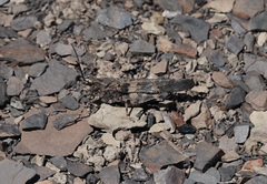 Trimerotropis fontana