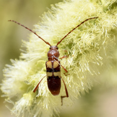 Aethecerinus latecinctus