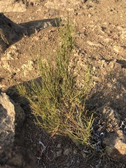Ephedra chilensis