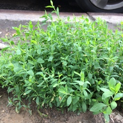Polygonum aviculare