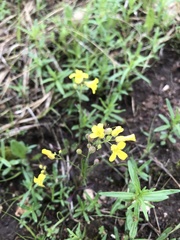 Physaria filiformis