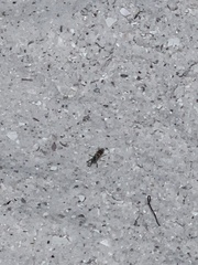 Microbembex monodonta