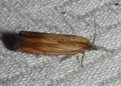 Eucosma radiatana