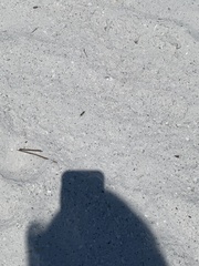 Microbembex monodonta