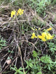 Physaria filiformis