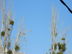 Misodendraceae