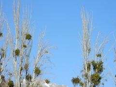 Misodendraceae