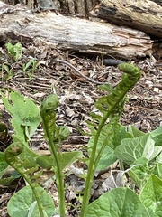 Onocleaceae