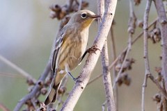 Setophaga coronata